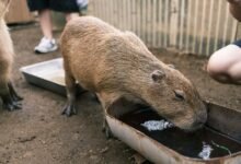 cape may zoo information guide
